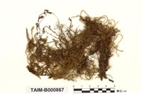 藏品(懸苔屬)的圖片